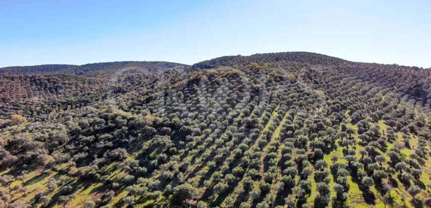 Finca agrícola y ganadera en la provincia de Córdoba