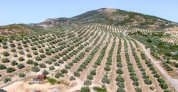 Finca ecuestre con vivienda y piscina a la venta en Jaén