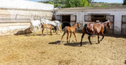 Finca ecuestre con vivienda y piscina a la venta en Jaén