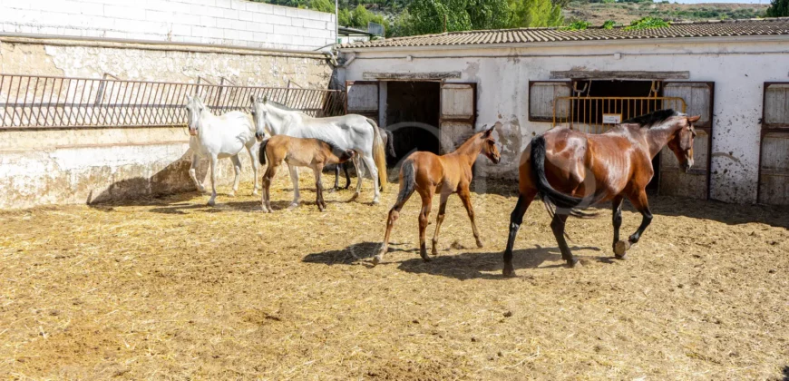 Finca ecuestre con vivienda y piscina a la venta en Jaén