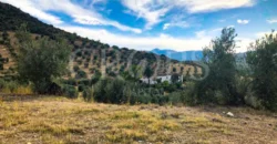 En venta olivar de regadío con cortijo y zona ecuestre en Jaén 