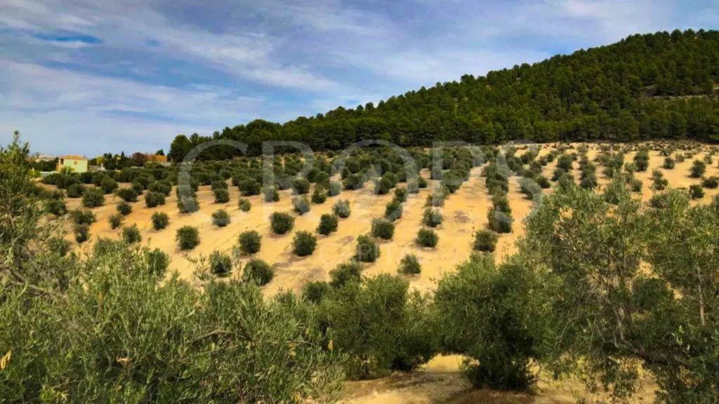 Mercado de las Fincas de Olivos 