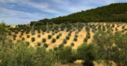 En venta olivar de regadío con cortijo y zona ecuestre en Jaén 