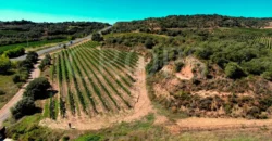 Venta de bodega en la comarca de Somontano