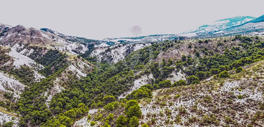 Finca ganadera con olivar en venta en Jaén 