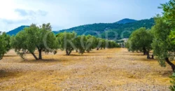 Finca ganadera con olivar en venta en Jaén 