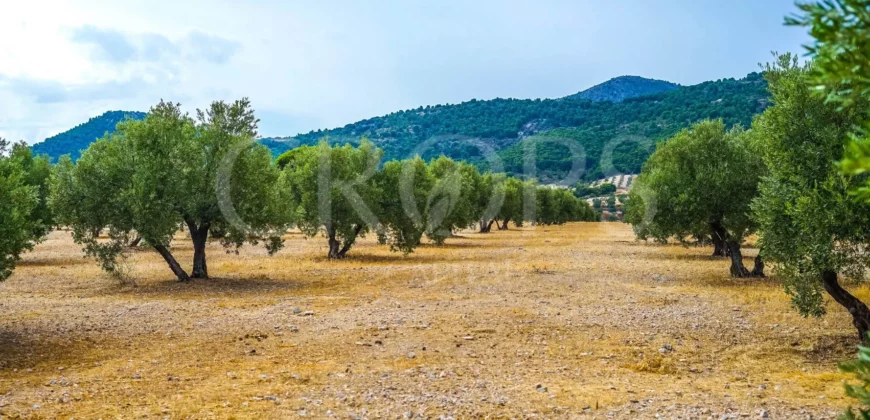 Finca ganadera con olivar en venta en Jaén 