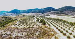 Finca ganadera con olivar en venta en Jaén 