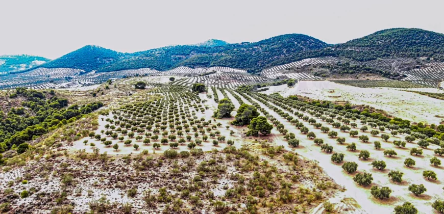 Finca ganadera con olivar en venta en Jaén 