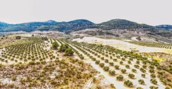 Finca ganadera con olivar en venta en Jaén 