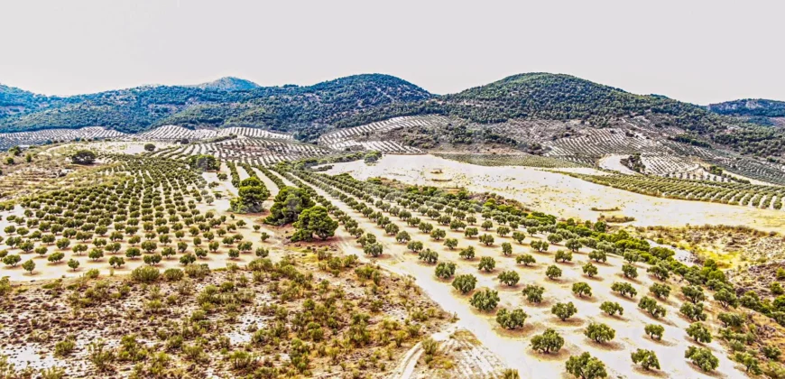 Finca ganadera con olivar en venta en Jaén 