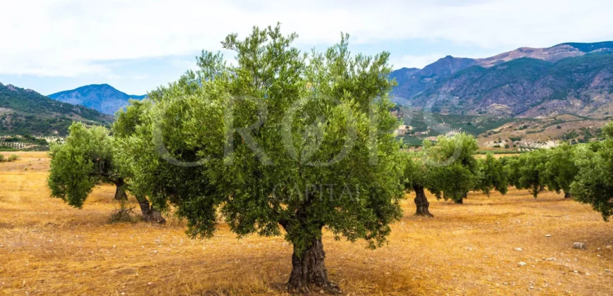 Finca ganadera con olivar en venta en Jaén 