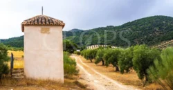 Finca ganadera con olivar en venta en Jaén 