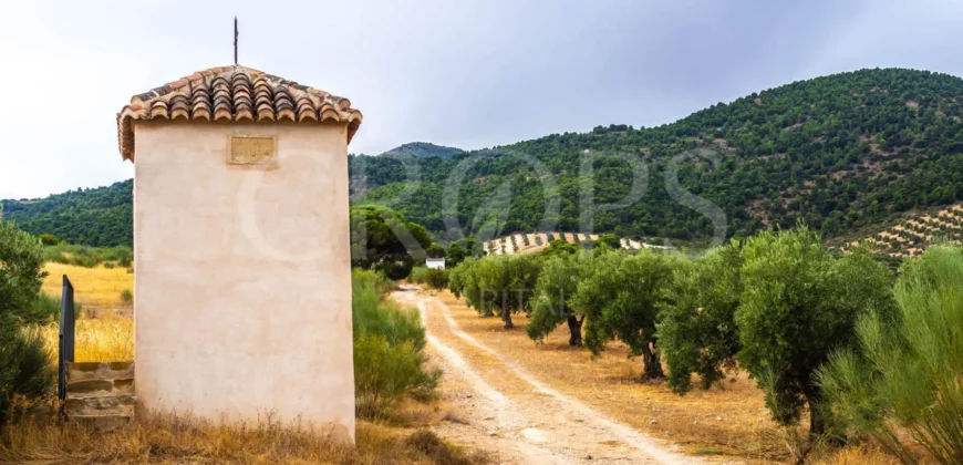 Finca ganadera con olivar en venta en Jaén 