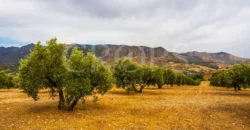 Finca ganadera con olivar en venta en Jaén 