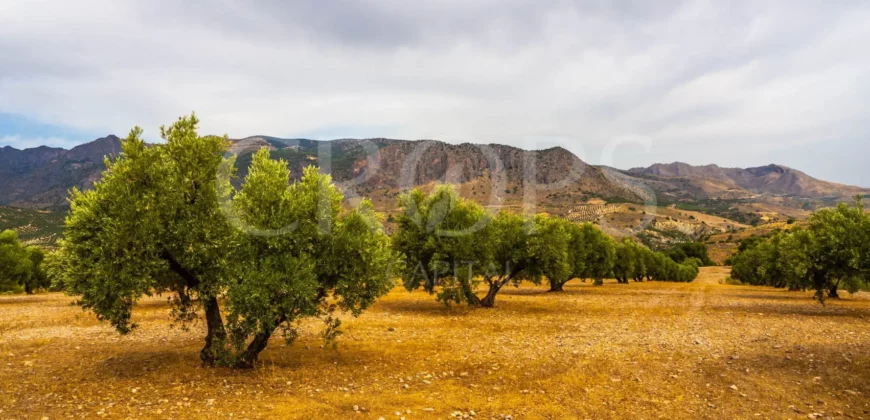 Finca ganadera con olivar en venta en Jaén 