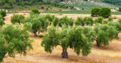 Finca ganadera con olivar en venta en Jaén 