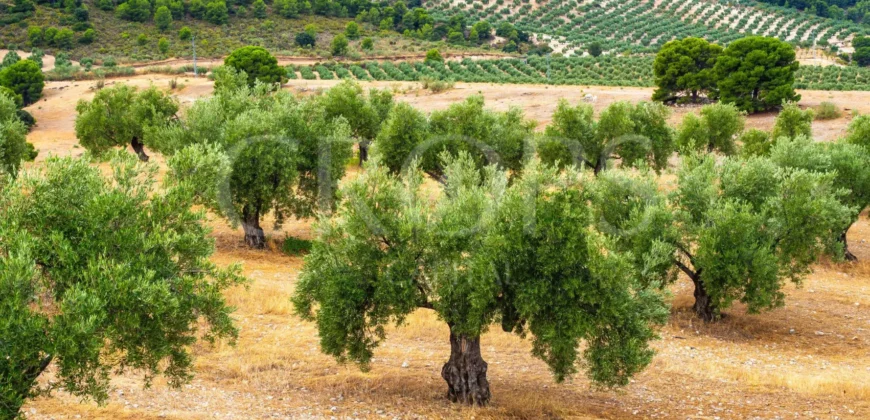 Finca ganadera con olivar en venta en Jaén 