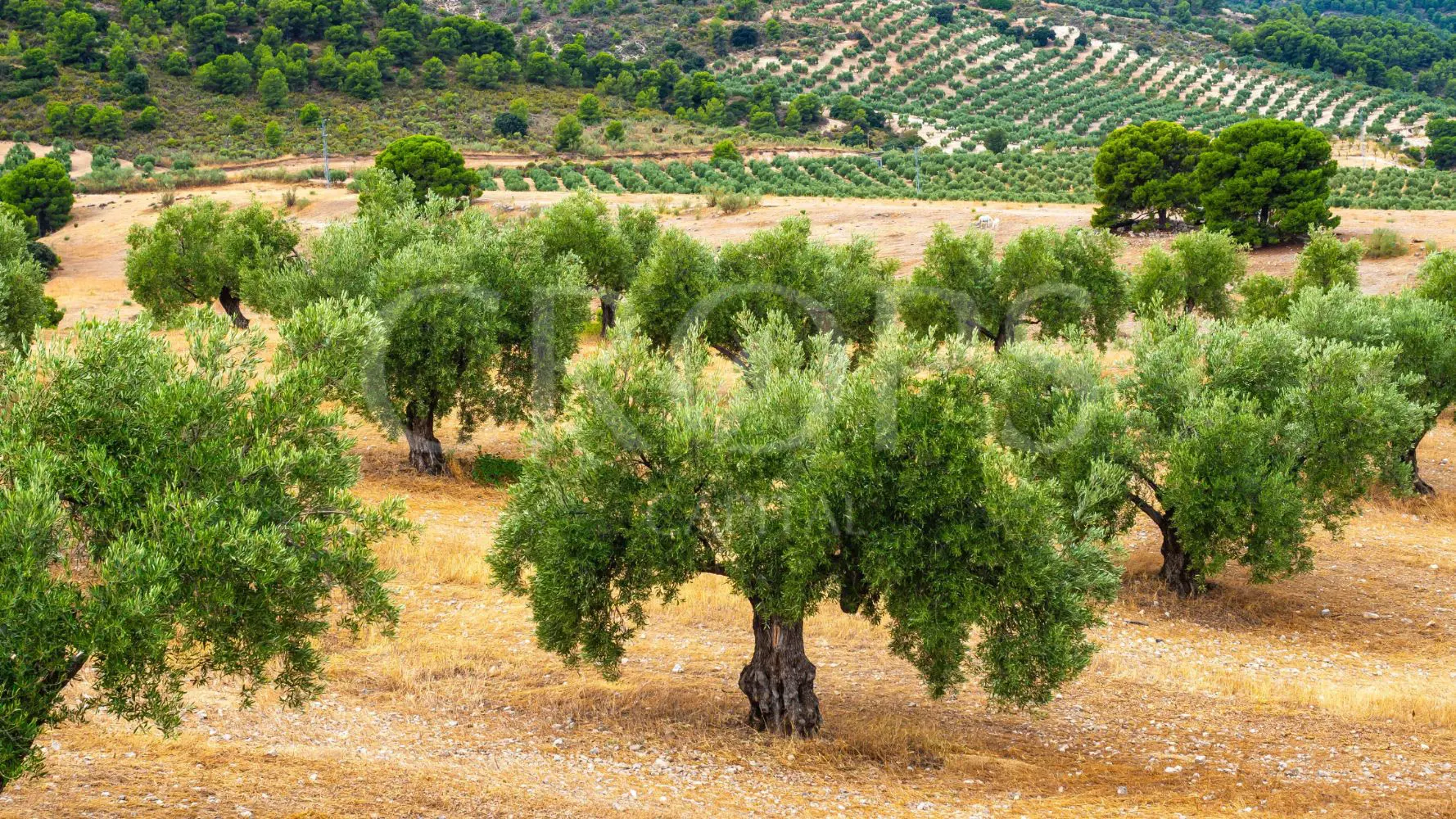 Finca ganadera con olivar en venta en Jaén 