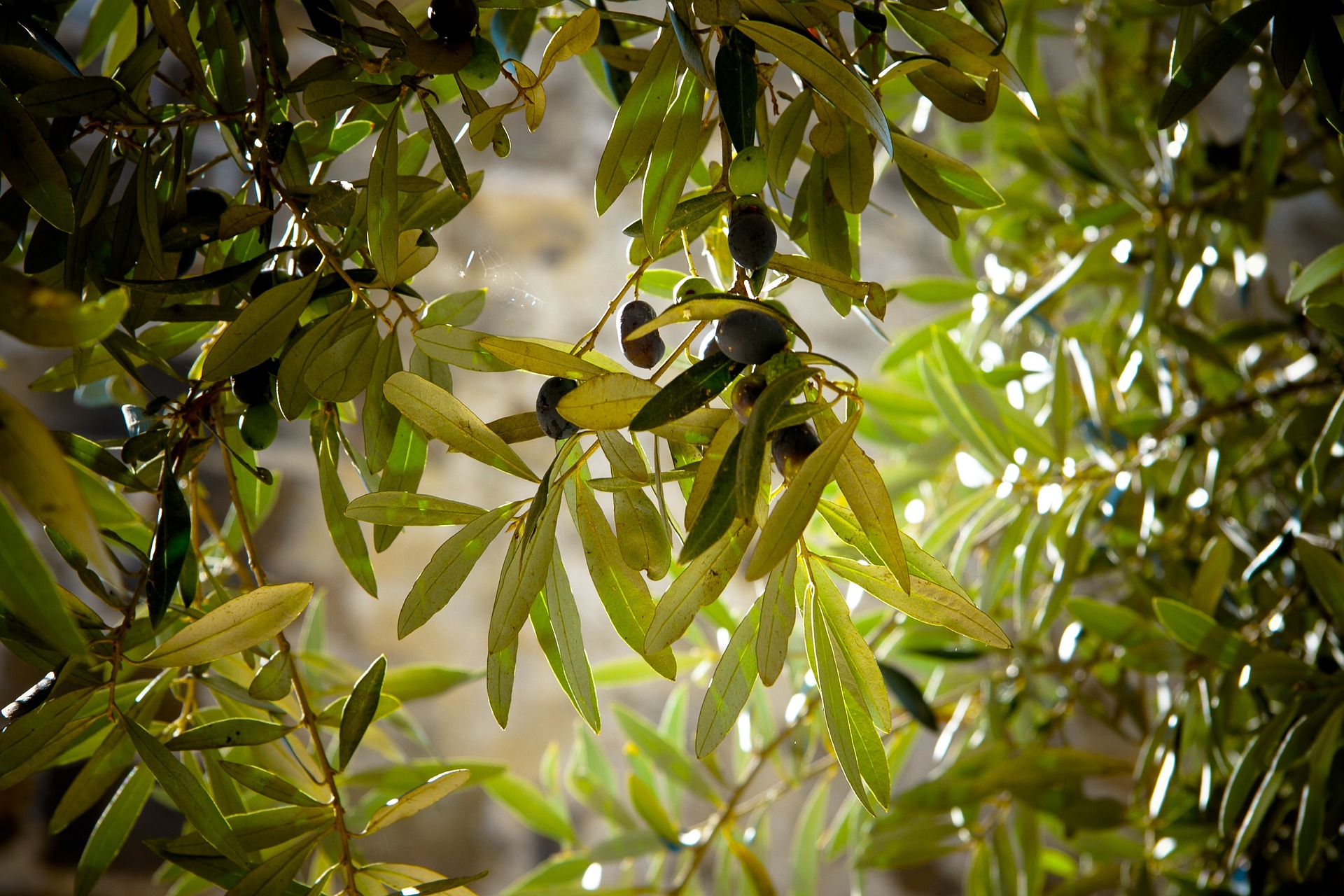 Las fincas de olivo en España