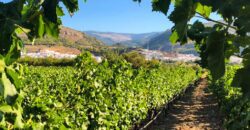 Venta de Bodega y viñedos en Almería