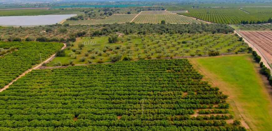 Venta de finca agrícola con plantación de cítricos y masía en Tarragona 