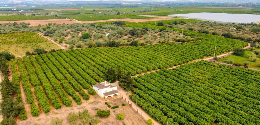 Venta de finca agrícola con plantación de cítricos y masía en Tarragona 