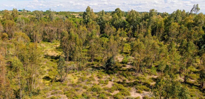 Venta de finca forestal en la provincia de Sevilla