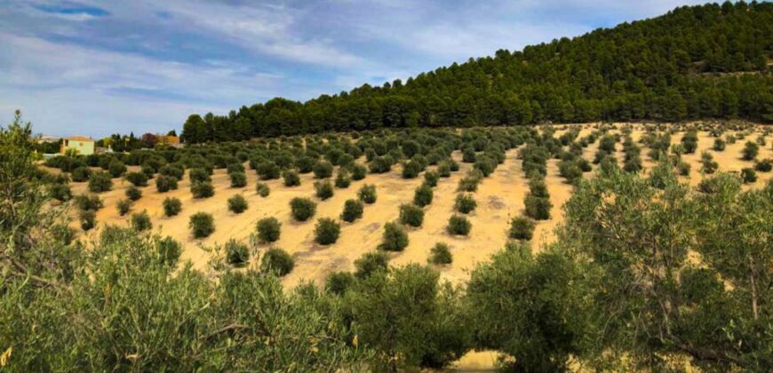 Venta de olivar con cortijo y zona ecuestre en Jaén 