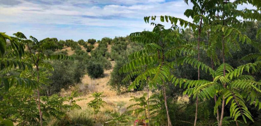 Venta de olivar con cortijo y zona ecuestre en Jaén 