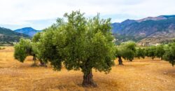 Dehesa en venta con olivar en Jaén 