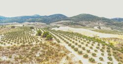 Dehesa en venta con olivar en Jaén 