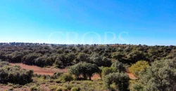 En venta finca rústica con vivienda y coto de caza mayor en Albacete