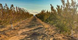 Venta de finca agrícola de frutales en Huesca