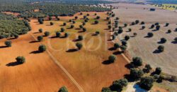 Gran finca agrícola, cinegética y residencial en la provincia de Albacete