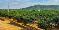 Finca de ocio con aprovechamiento agrícola y ganadero en la provincia de Tarragona