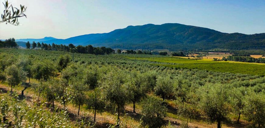 Venta de finca agrícola con plantación de olivos y frutales con masía en Alicante