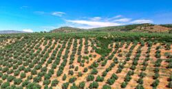 Venta de finca de Olivos con Cortijo en Jaén 