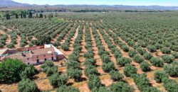 Venta de finca de Olivos con Cortijo en Jaén 