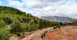 Finca de ocio con aprovechamiento agrícola y cinegético en Albacete