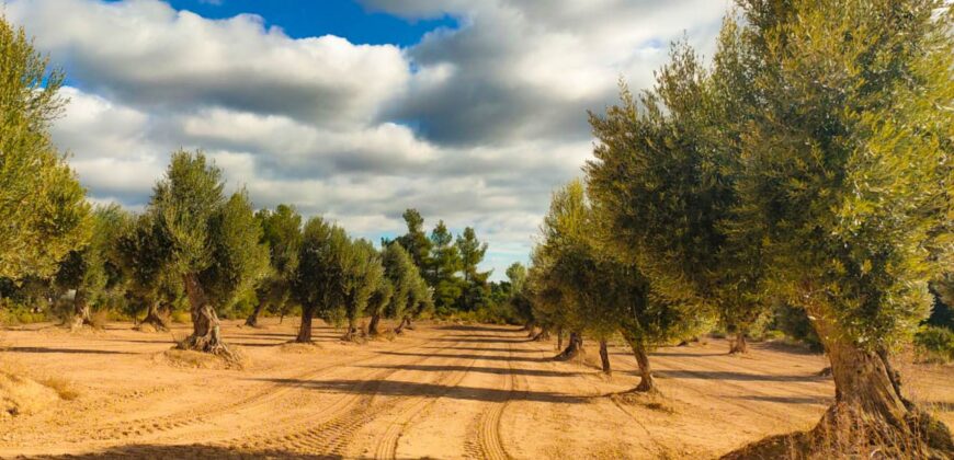 Venta de olivar con masía en Teruel