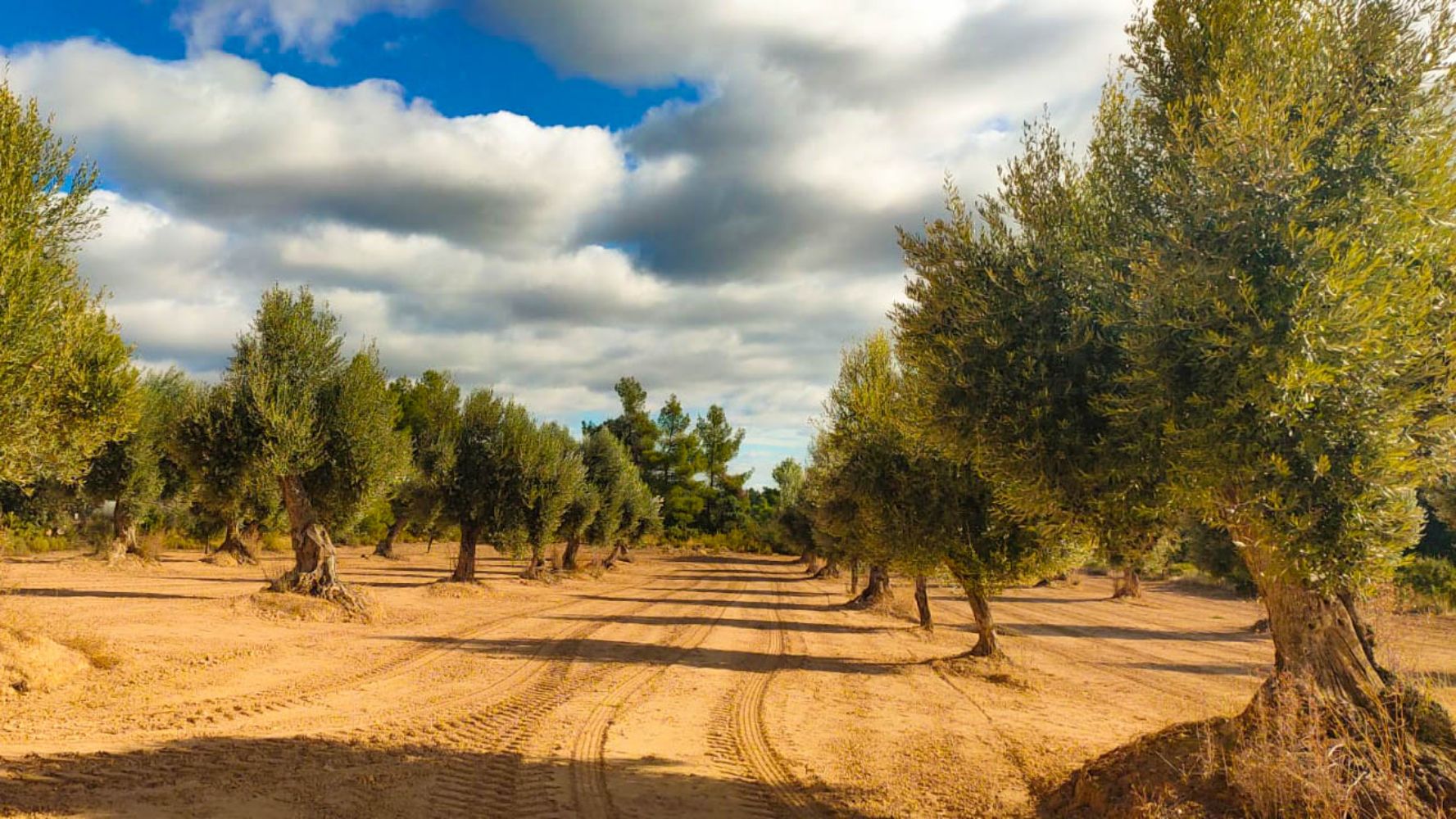 Venta de olivar con masía en Teruel