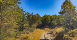 Venta de finca forestal-cinegética en Huesca 