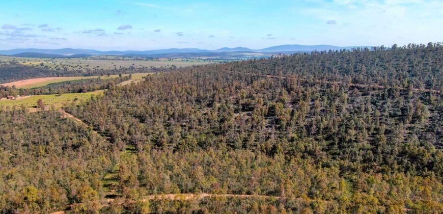 Finca forestal y cinegética en la provincia de Badajoz