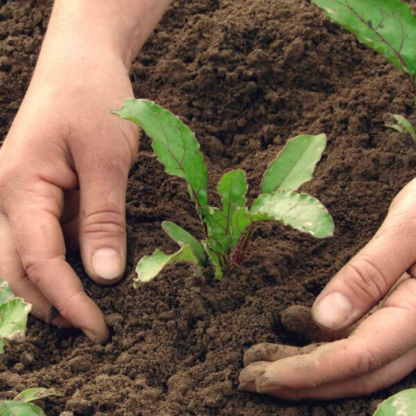 Cultivos ecológicos y fincas rústicas sostenibles