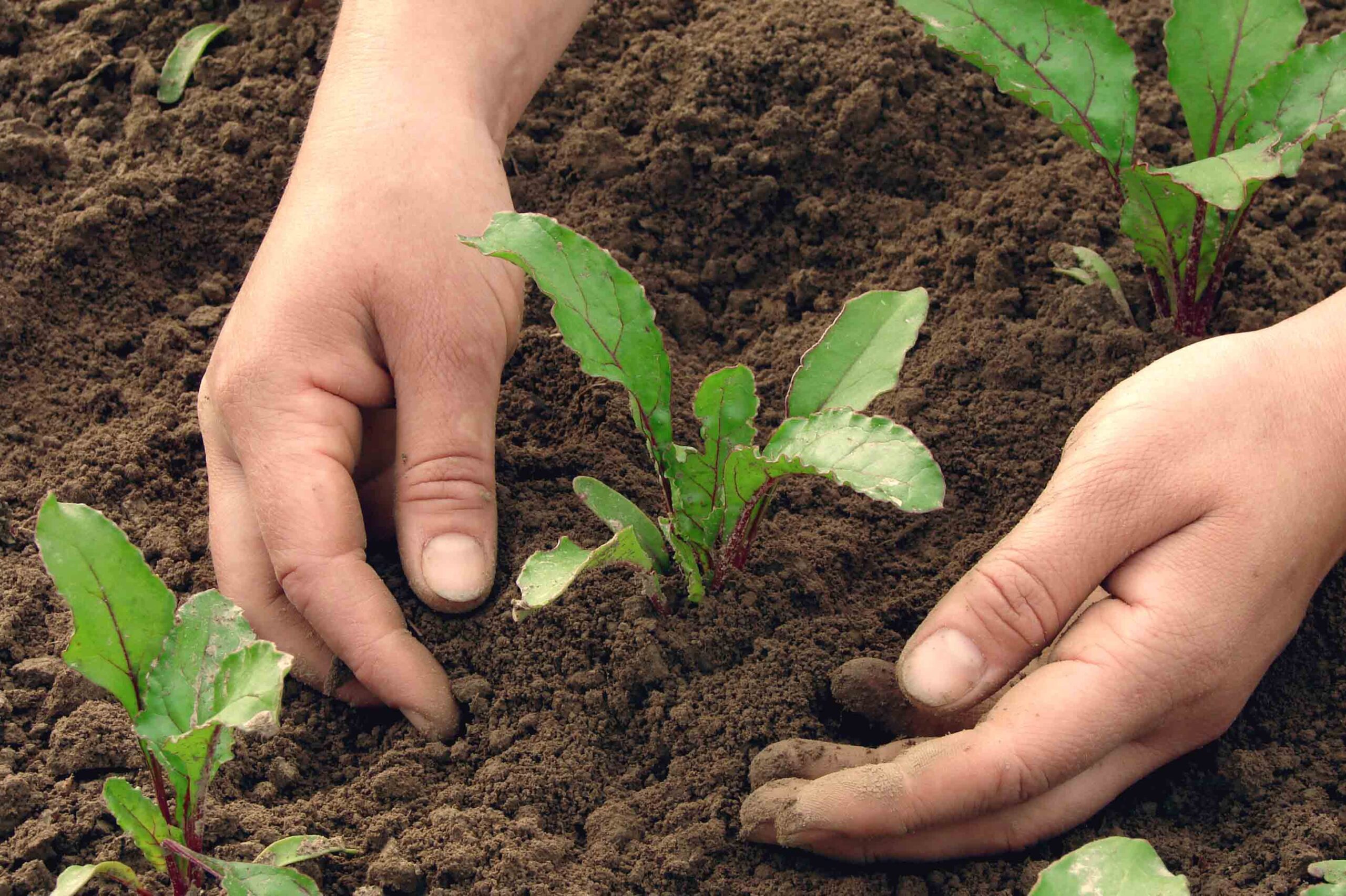 Cultivos ecológicos y fincas rústicas sostenibles