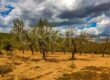 Finca Agrícola y Residencial en la provincia de Castellón