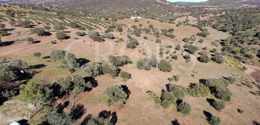Finca agrícola y ganadera en la provincia de Jaén