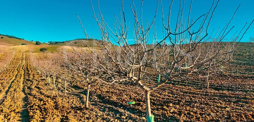 Finca agrícola de regadío con plantación de pistachos en Toledo