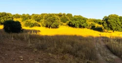 Cortijo ecuestre con alojamiento turístico en Granada